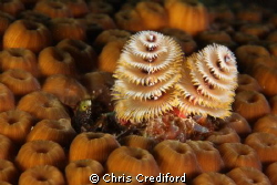 Blenny and Christmas Trees by Chris Crediford 